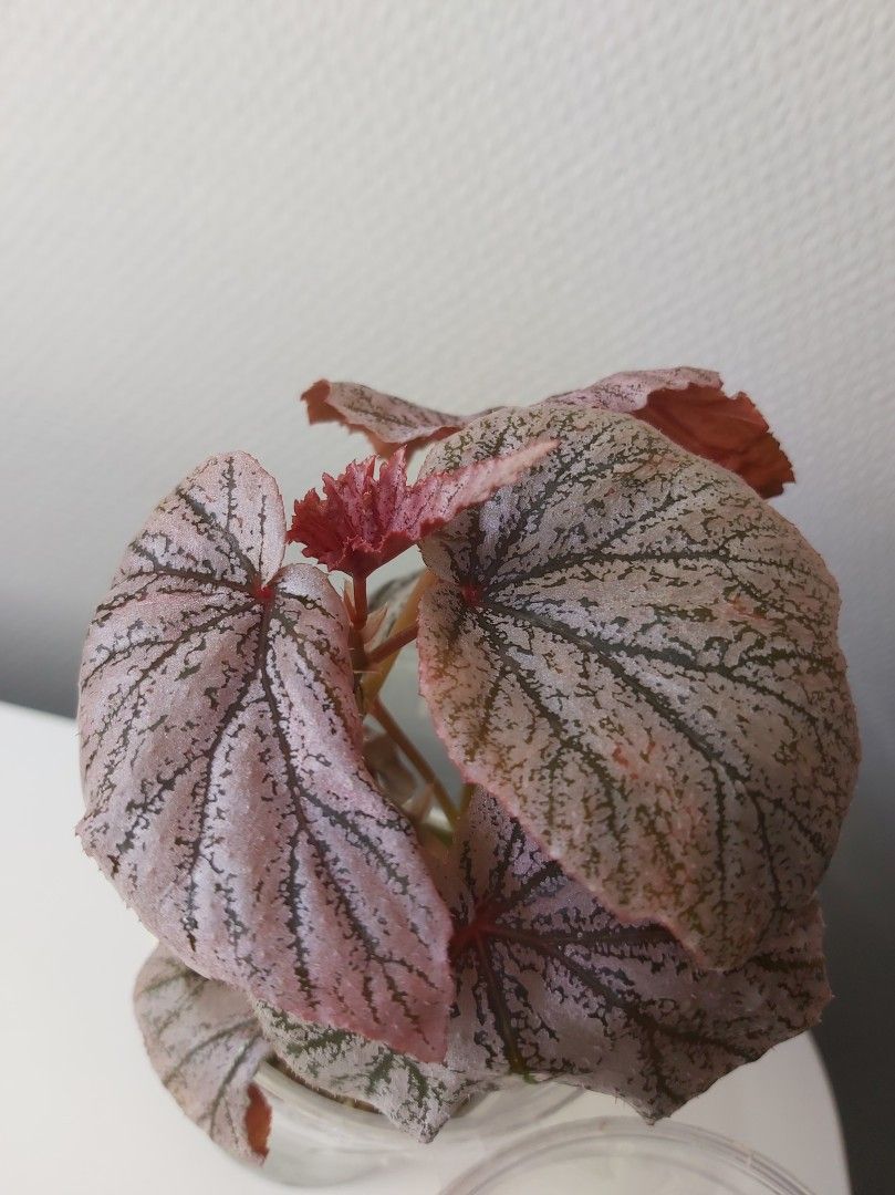 Begonia pink minx- pistokas