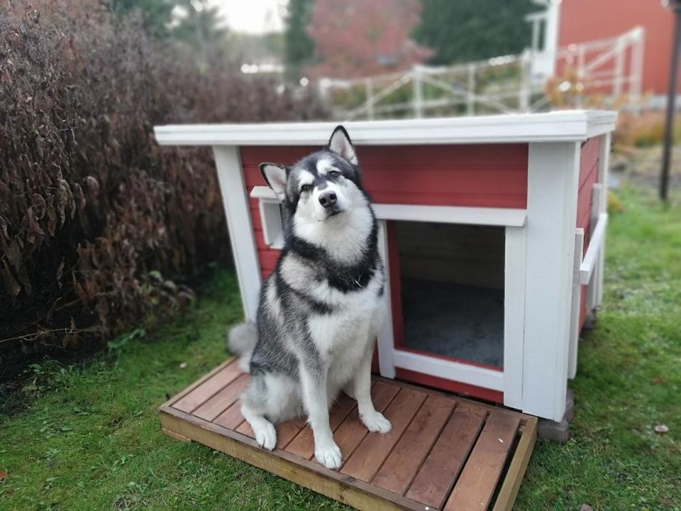 Koirankoppi Lattiaerstyksellä Uusi