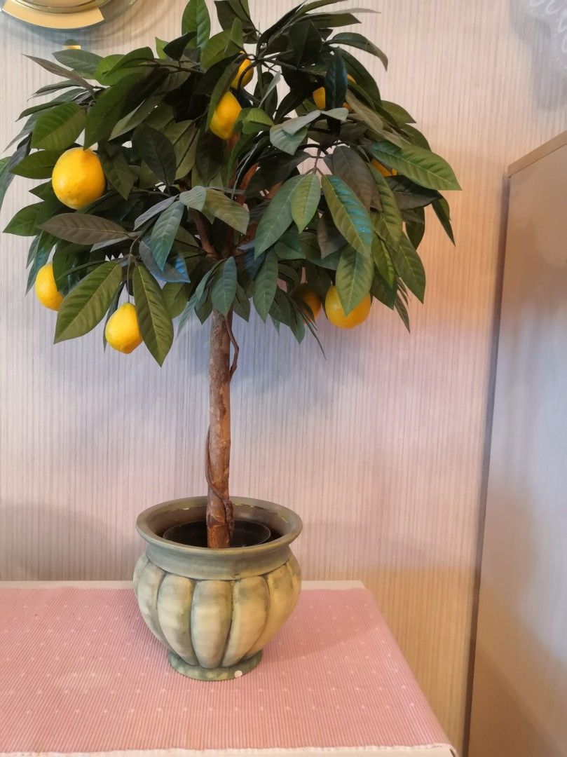 Sitruunapuu+ruukku