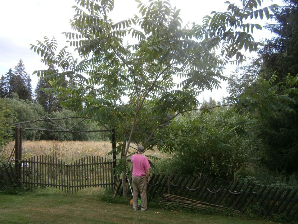 Mantsurian jalopähkinäpuun taimia