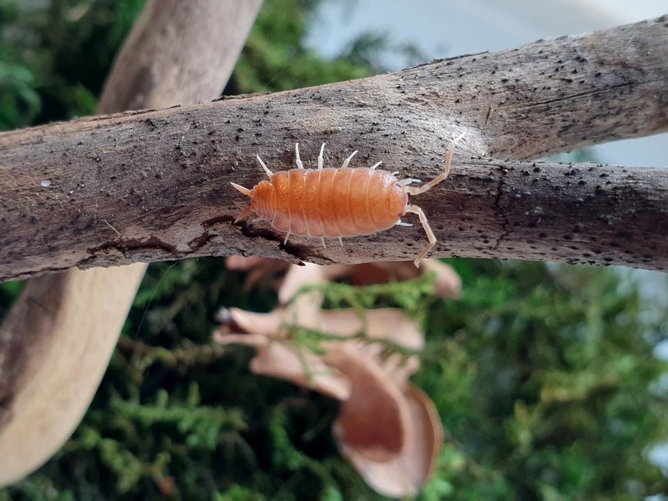 ALE -50%! Porcellionides pruinosus 'orange' siirat