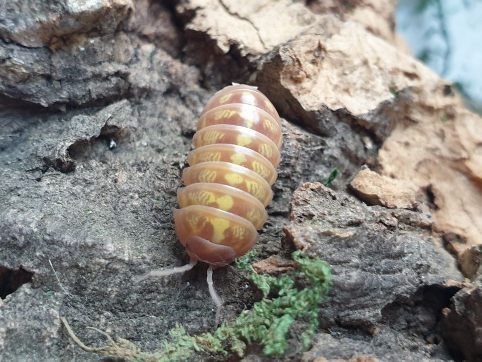 ALE -50% Armadillidium vulgare T+ albino - siirat