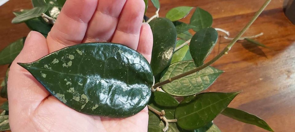 Hoya verticillata 'Black Edge'