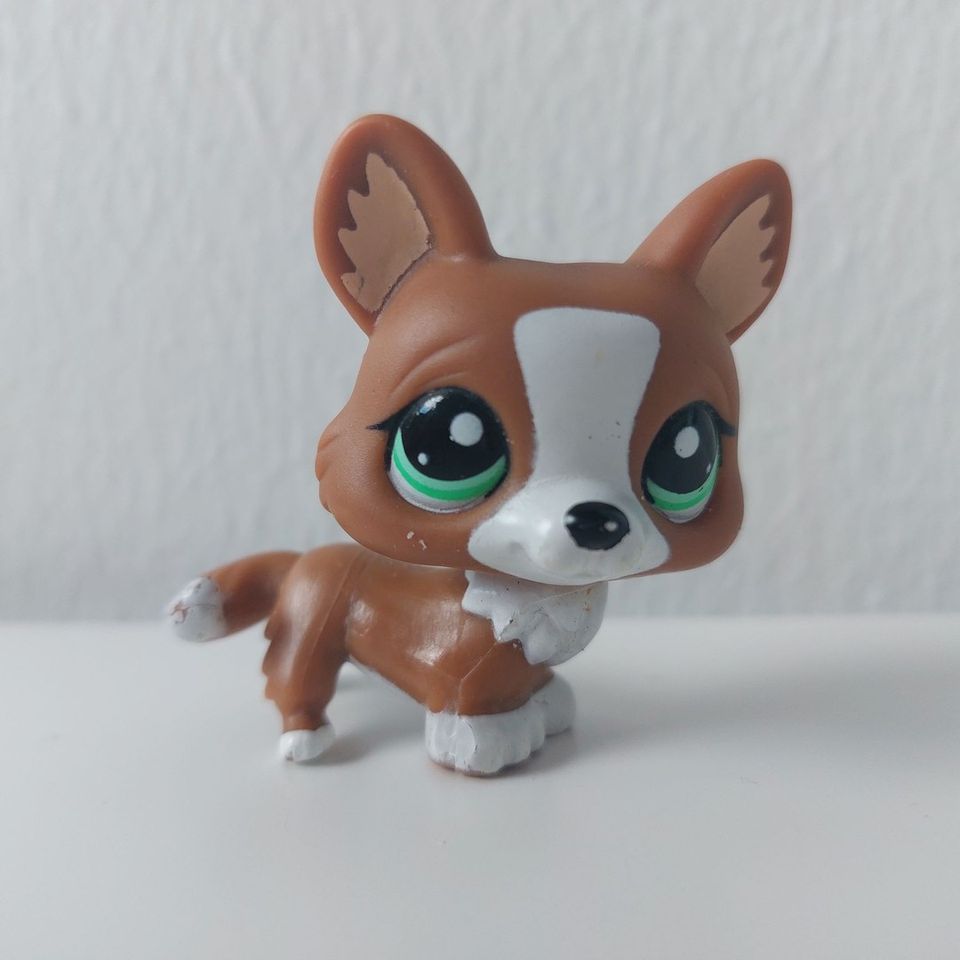 LPS corgi