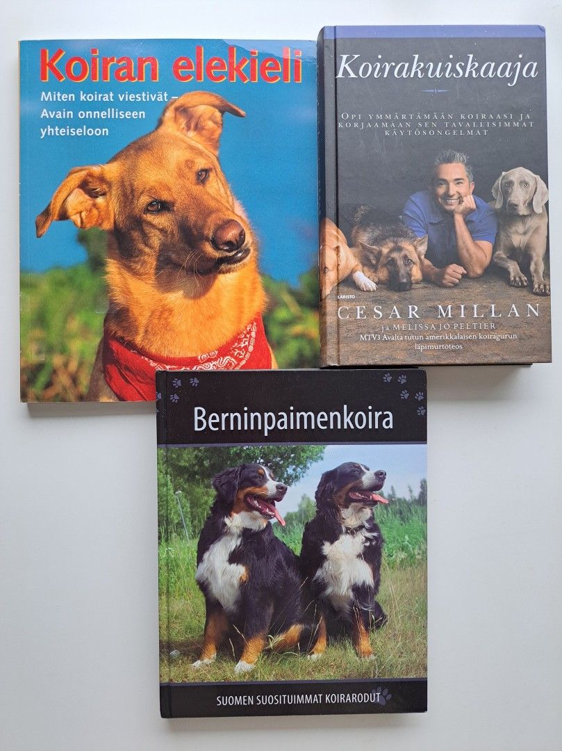 Kirjat Koiran elekieli, Koirakuiskaaja, Berninpaimenkoira