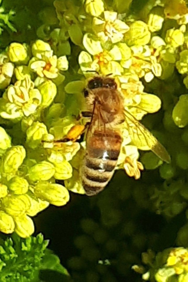 Mehiläistarvikkeita