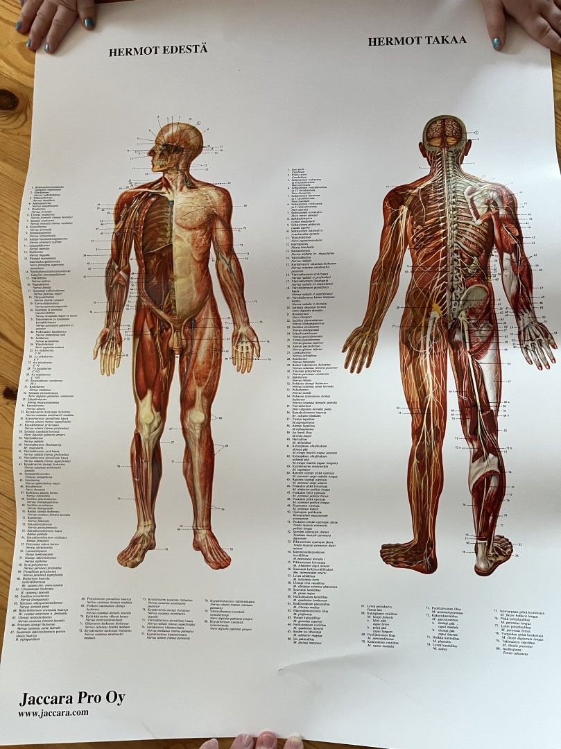 Anatomiset kartat