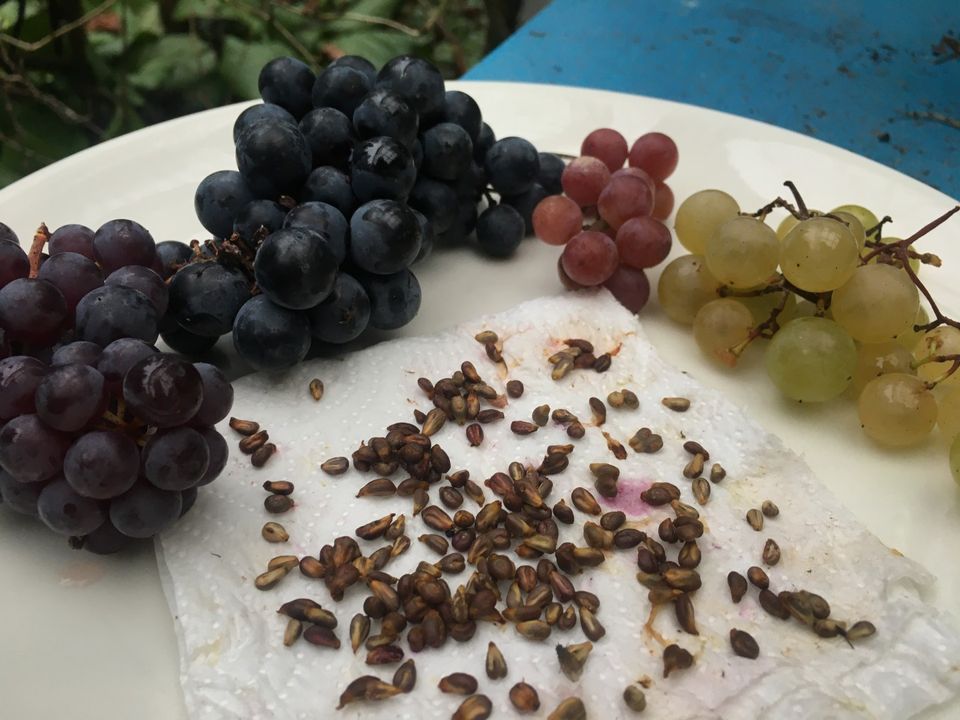 Viinirypäleen siemeniä mix, Suomessa kasvaneita