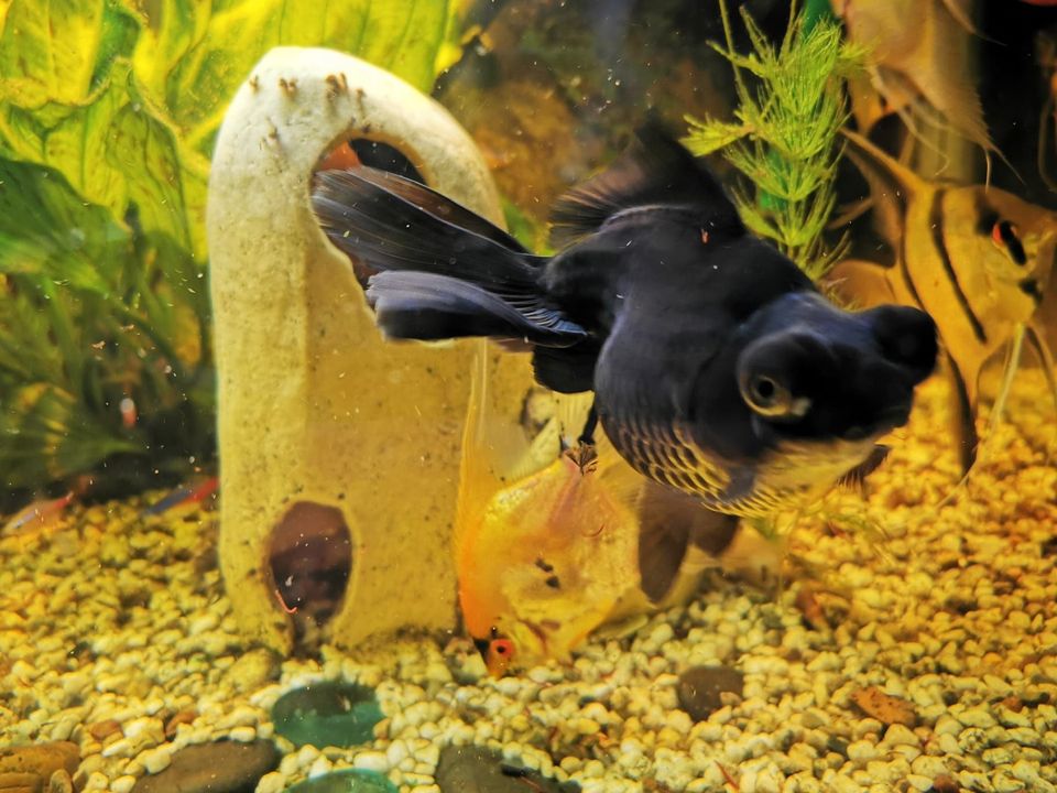 Kultakala (black moor)