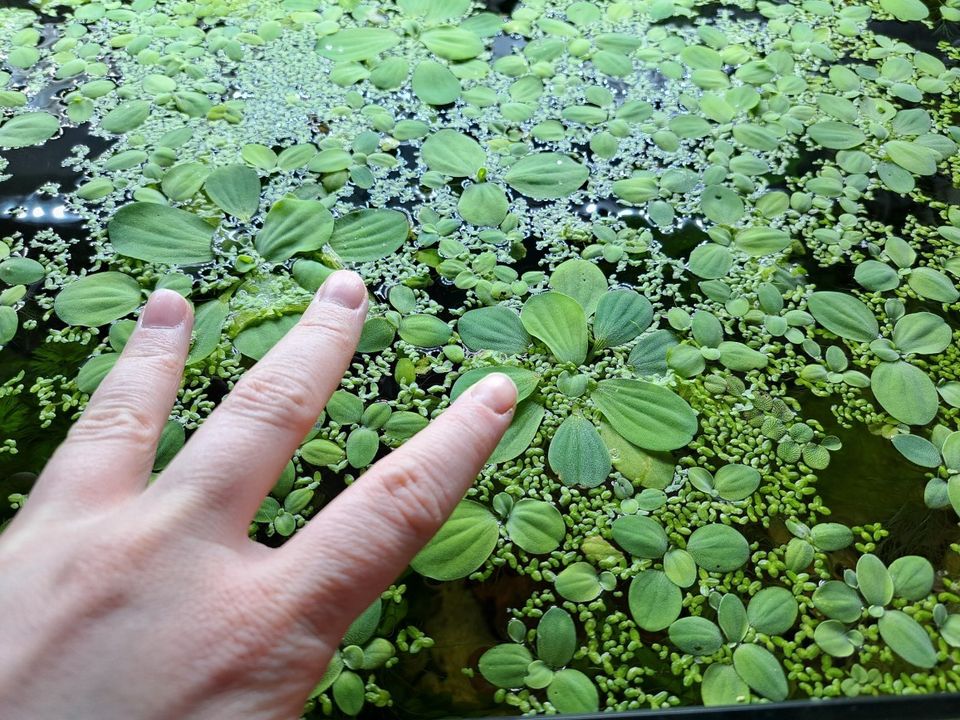 Pistia / Water Lettuce 5 kpl pintakasvi akvaariokasvi