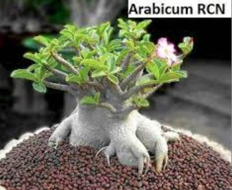 Adenium Arabicum: RCN