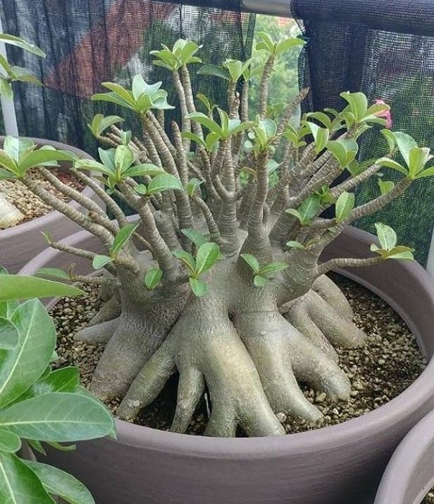 Adenium Arabicum: Godji