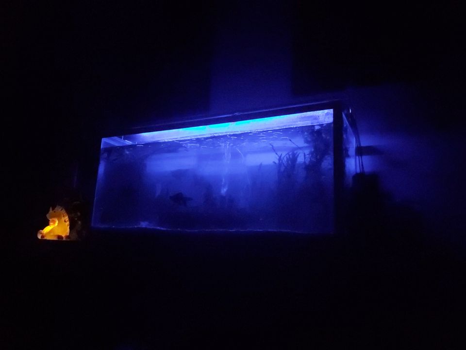 akvaario noin 100l