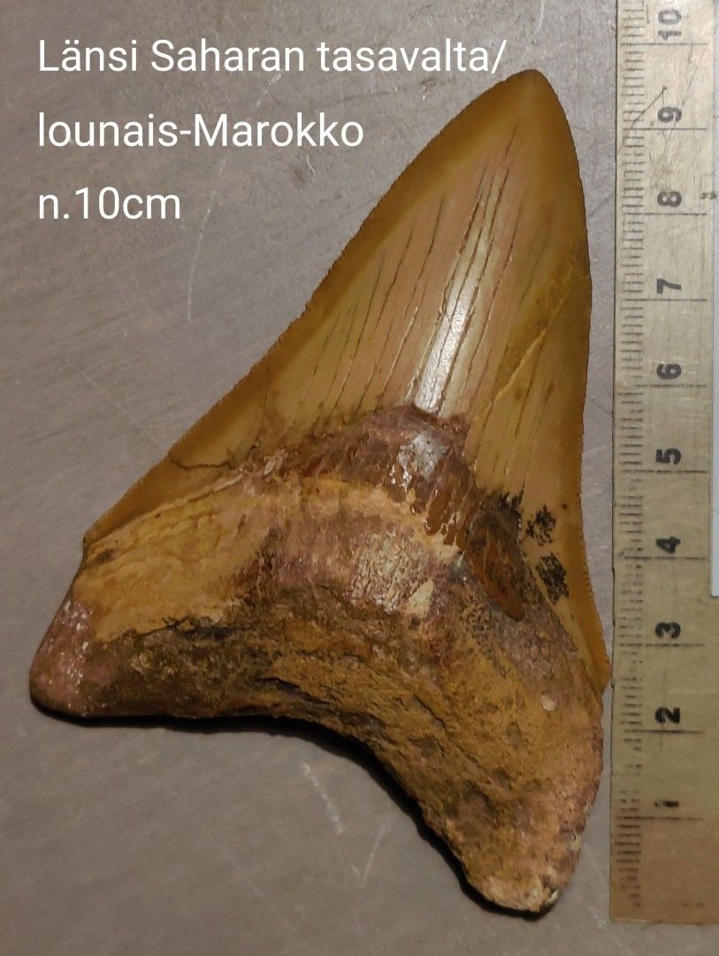 Eritt. harvinainen megalodonin hammas Saharasta