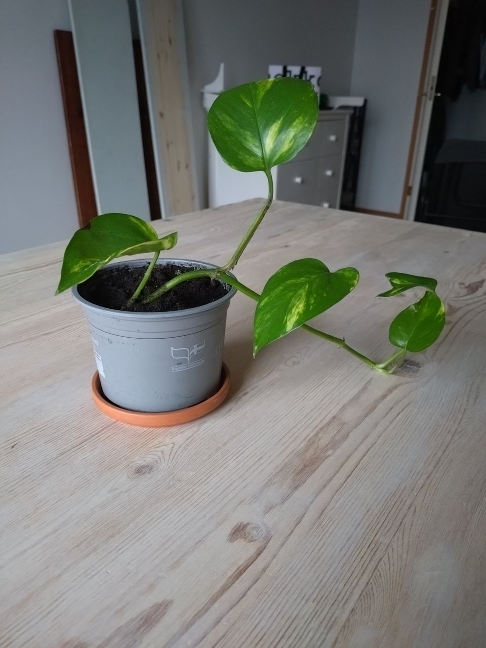 Pothos Kasvis