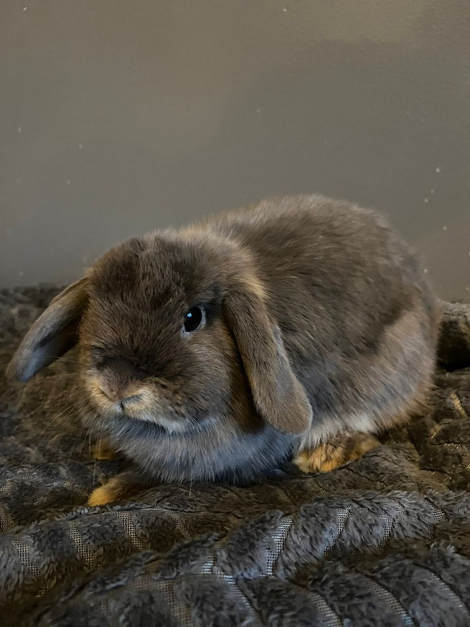 Mini-lop naaras