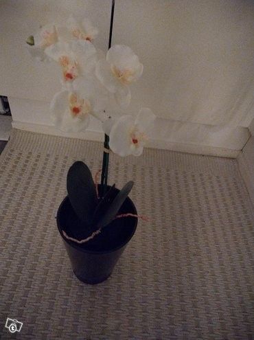 Musta orkidea kukkaruukku