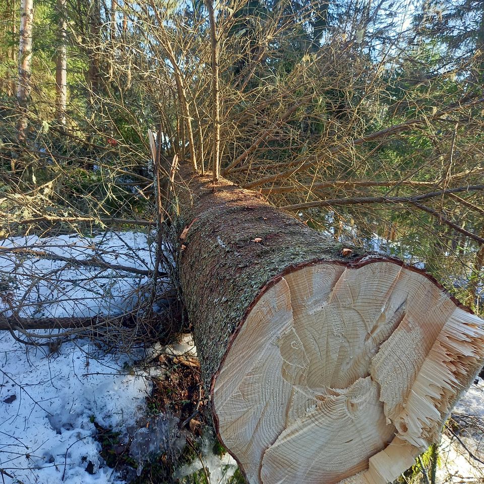 Kaadettu iso kuusi