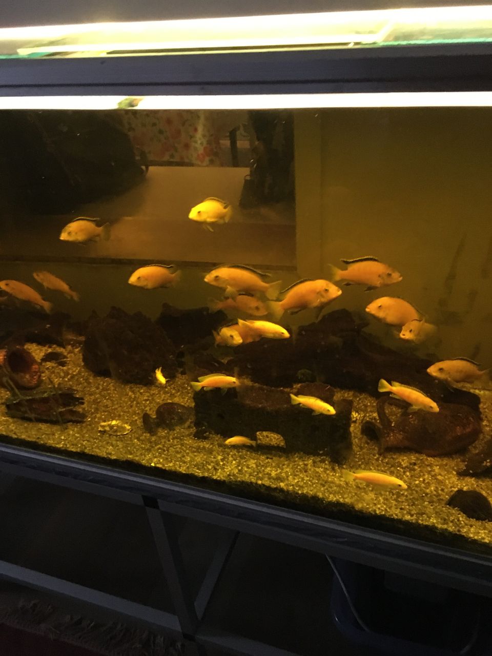 Akvaario 600 l kaloineen