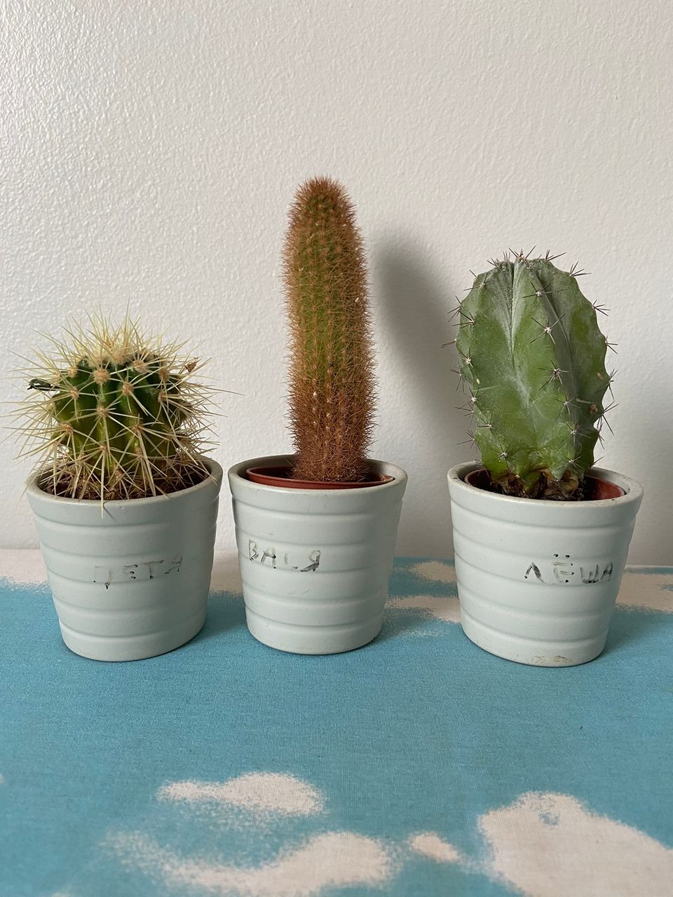 Kolme pientä kasvia