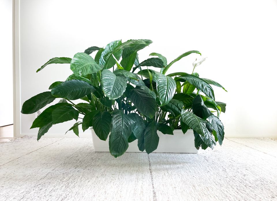 Peace Lily for Sale: Nature's Purifying Beauty