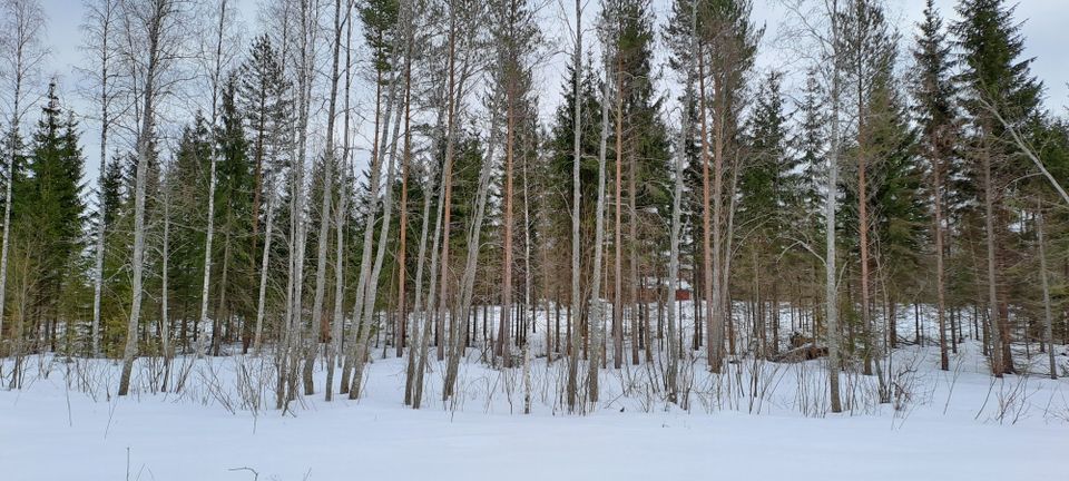 Järeää leppää Rääkkylän Niemiseltä.