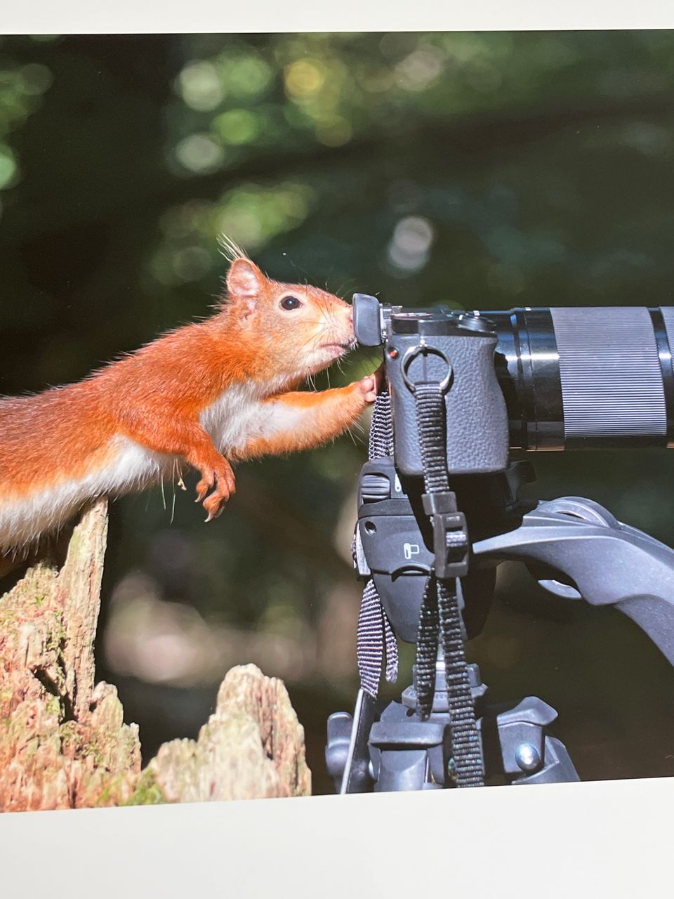 Valokuva Orava ottamassa valokuvaa