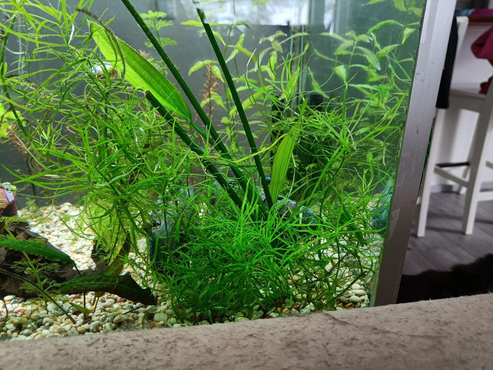 Akvaario kasveja