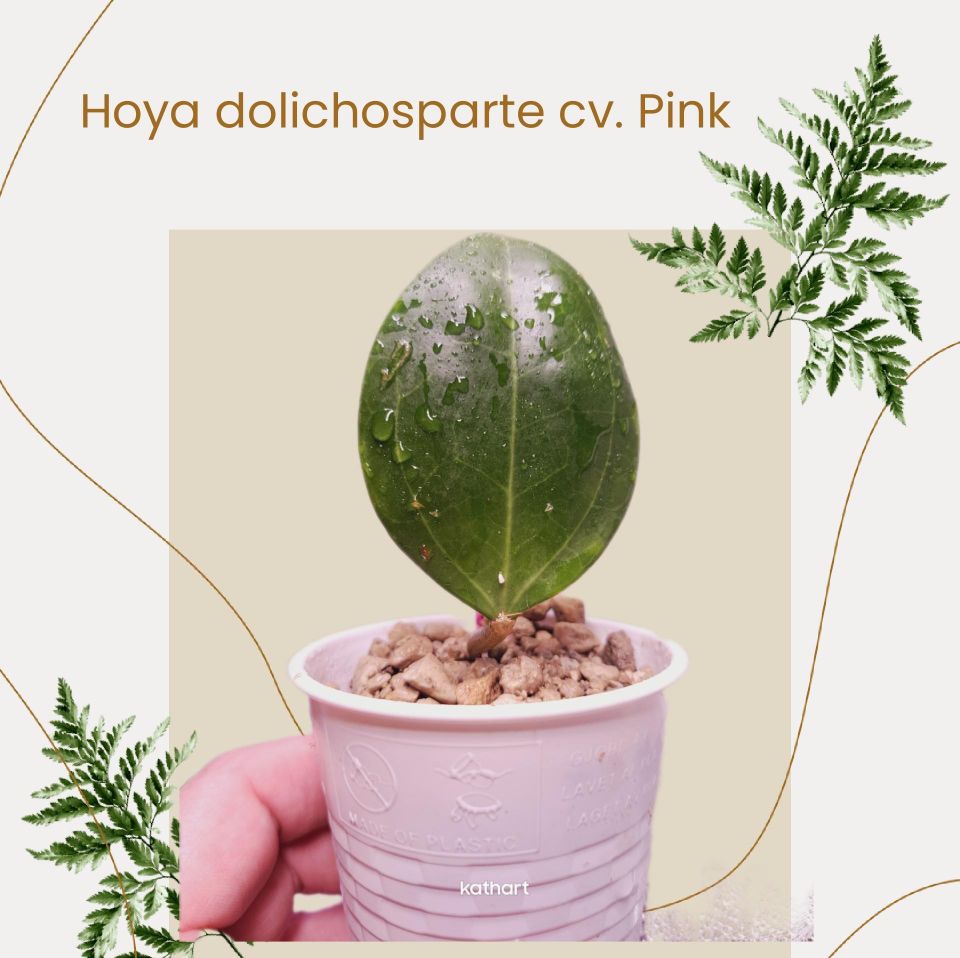 Hoya dolichosparte cv. Pink