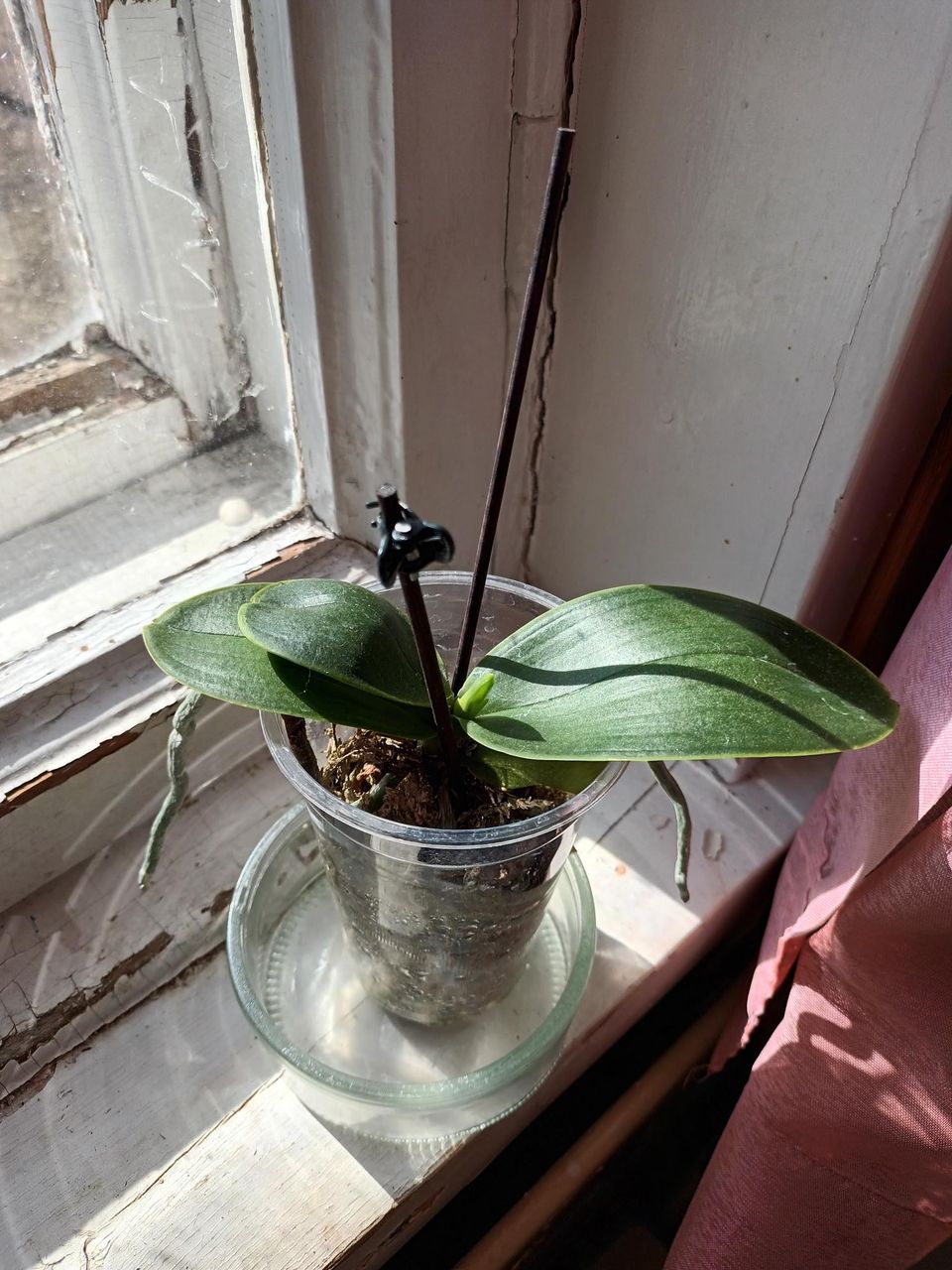 Pikkuinen orkidea