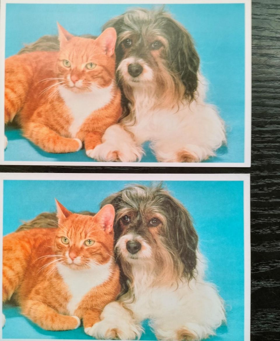 Kissa, postikortit
