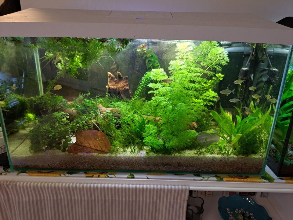 Akvaariokasvi × 3 isoa kasvia -paketti