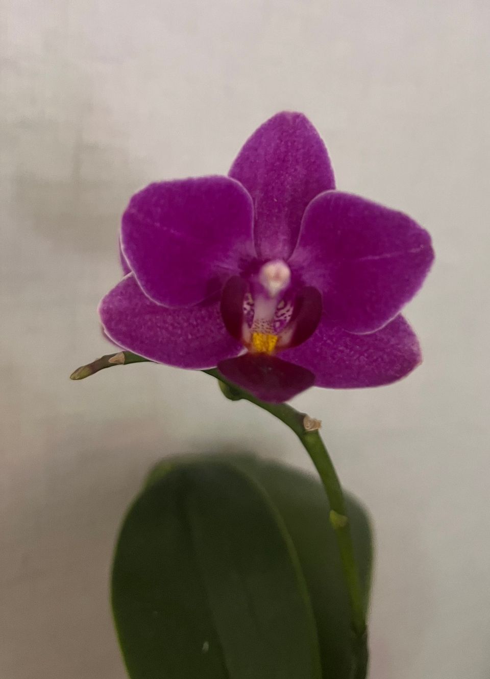 Phal multiflora.