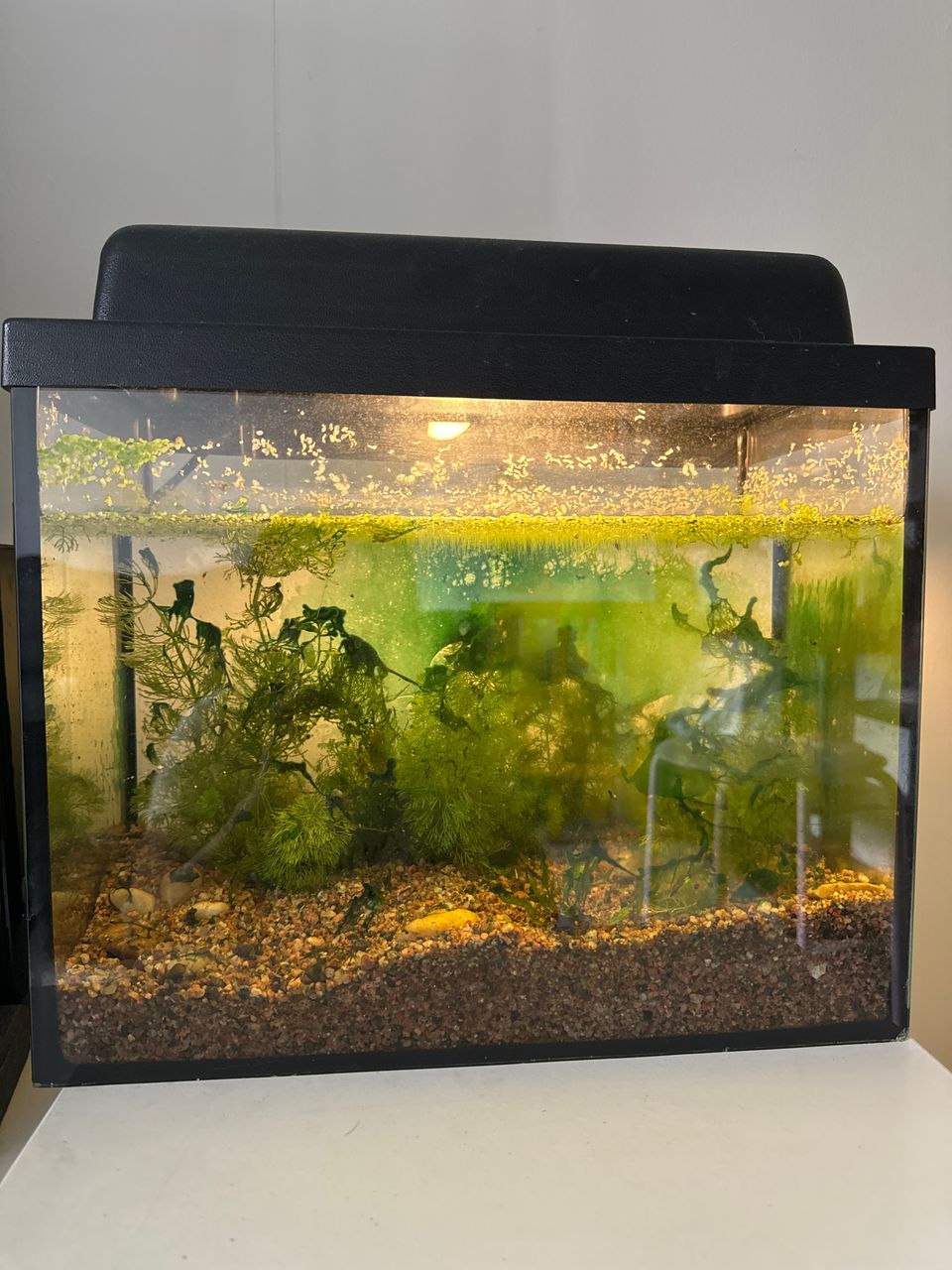 Aquarium/ Akvaario