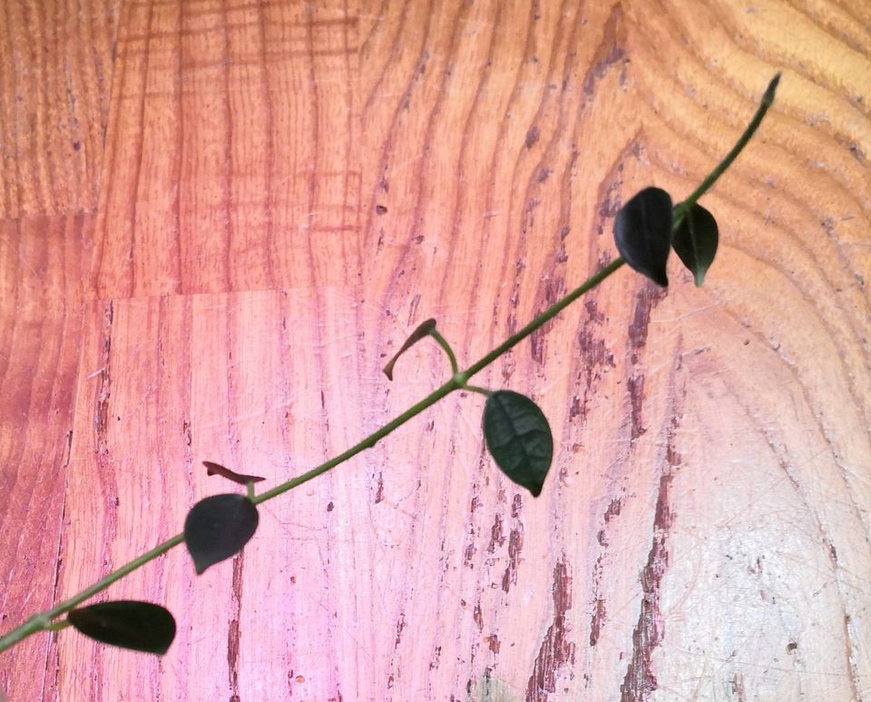 Hoya lithophytica pistokas
