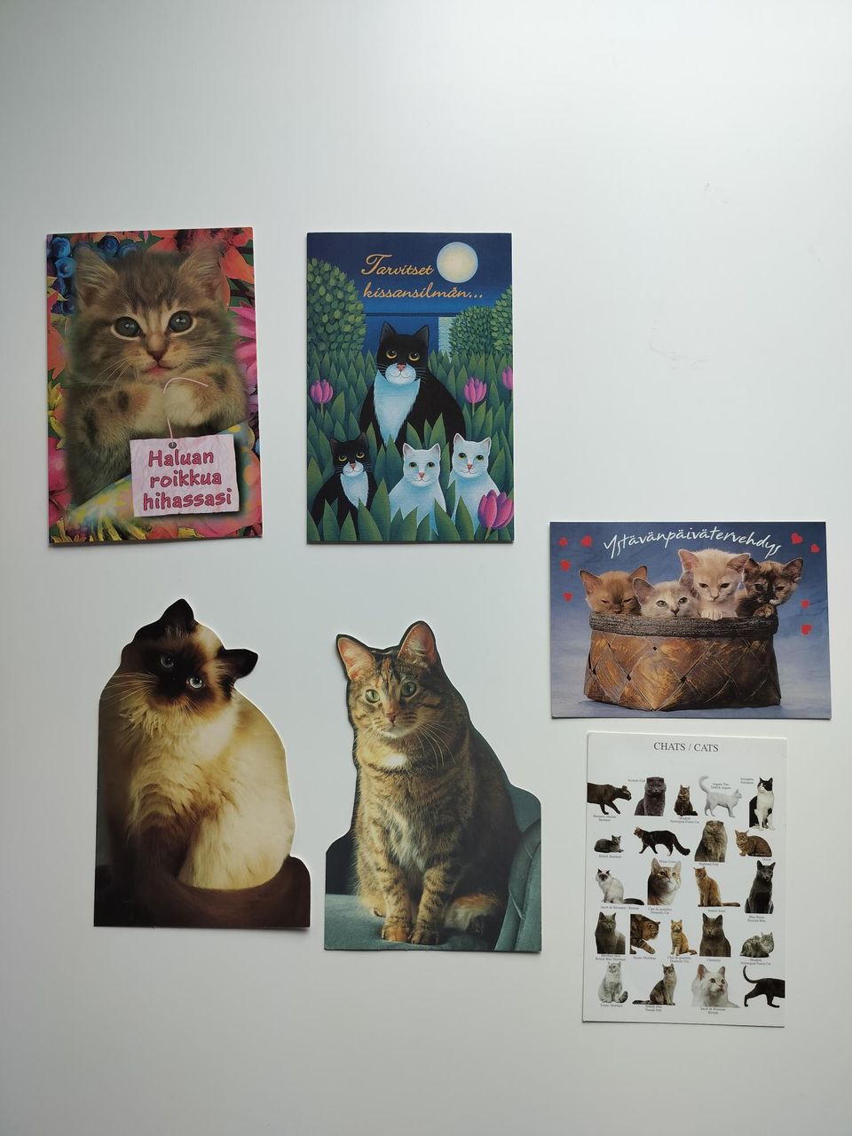 Kissa postikortteja