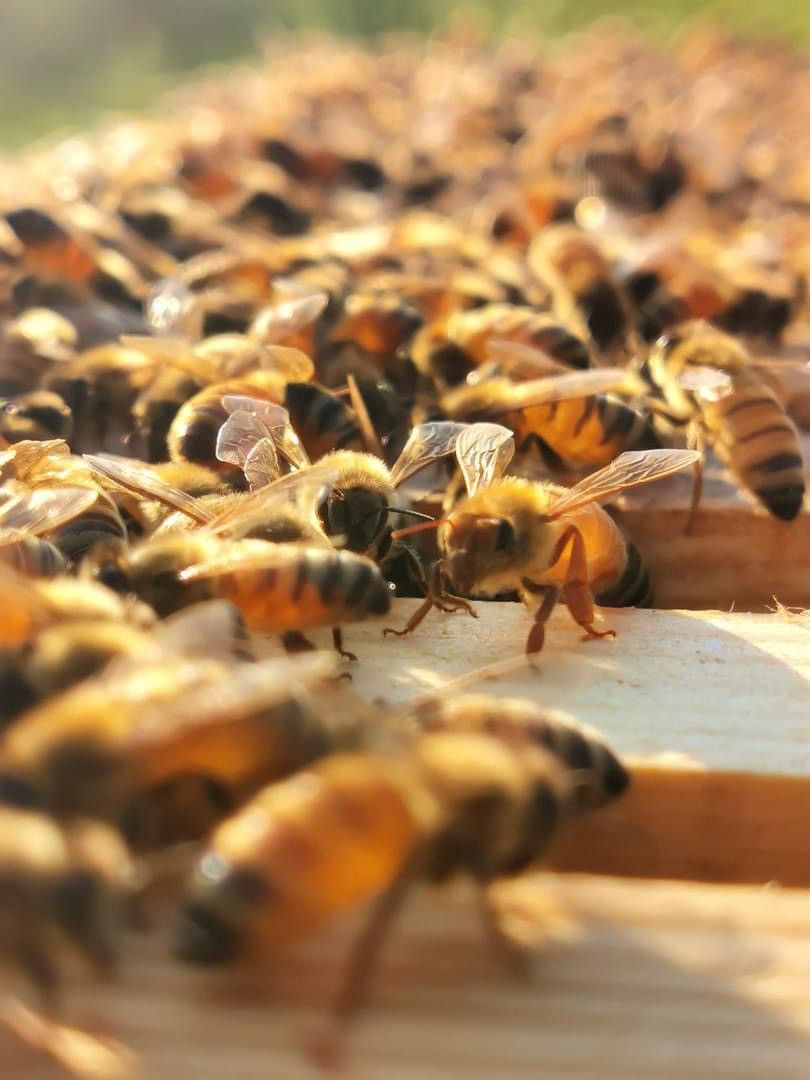Mehiläisyhdyskunta italialainen