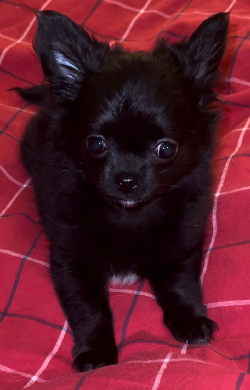 Chihuahua pentu