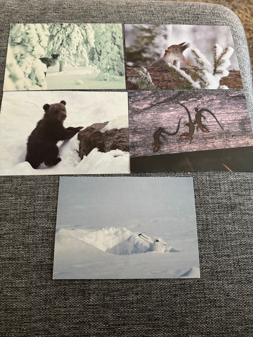 Luonto-Liitto postikortit 5kpl