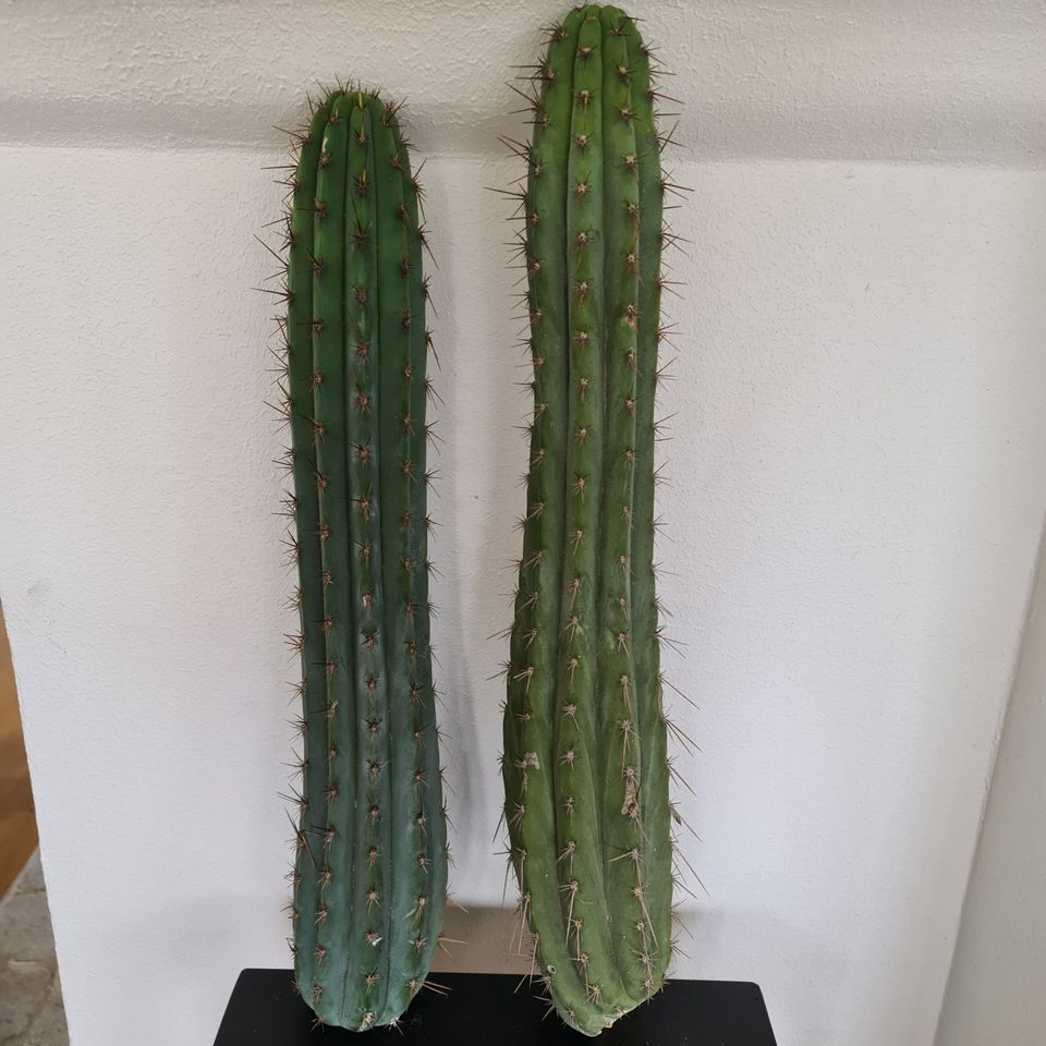 Peruvian Torch pistokkaita 30-63cm, trichocereus peruvianus kaktus