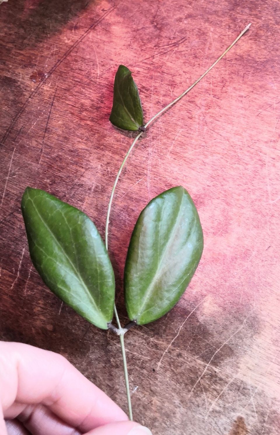 Hoya camphorifolia pistokas