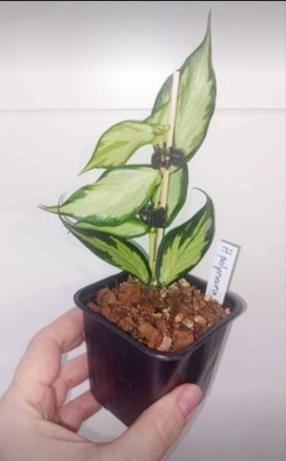 Hoya Polyneura inner variegata