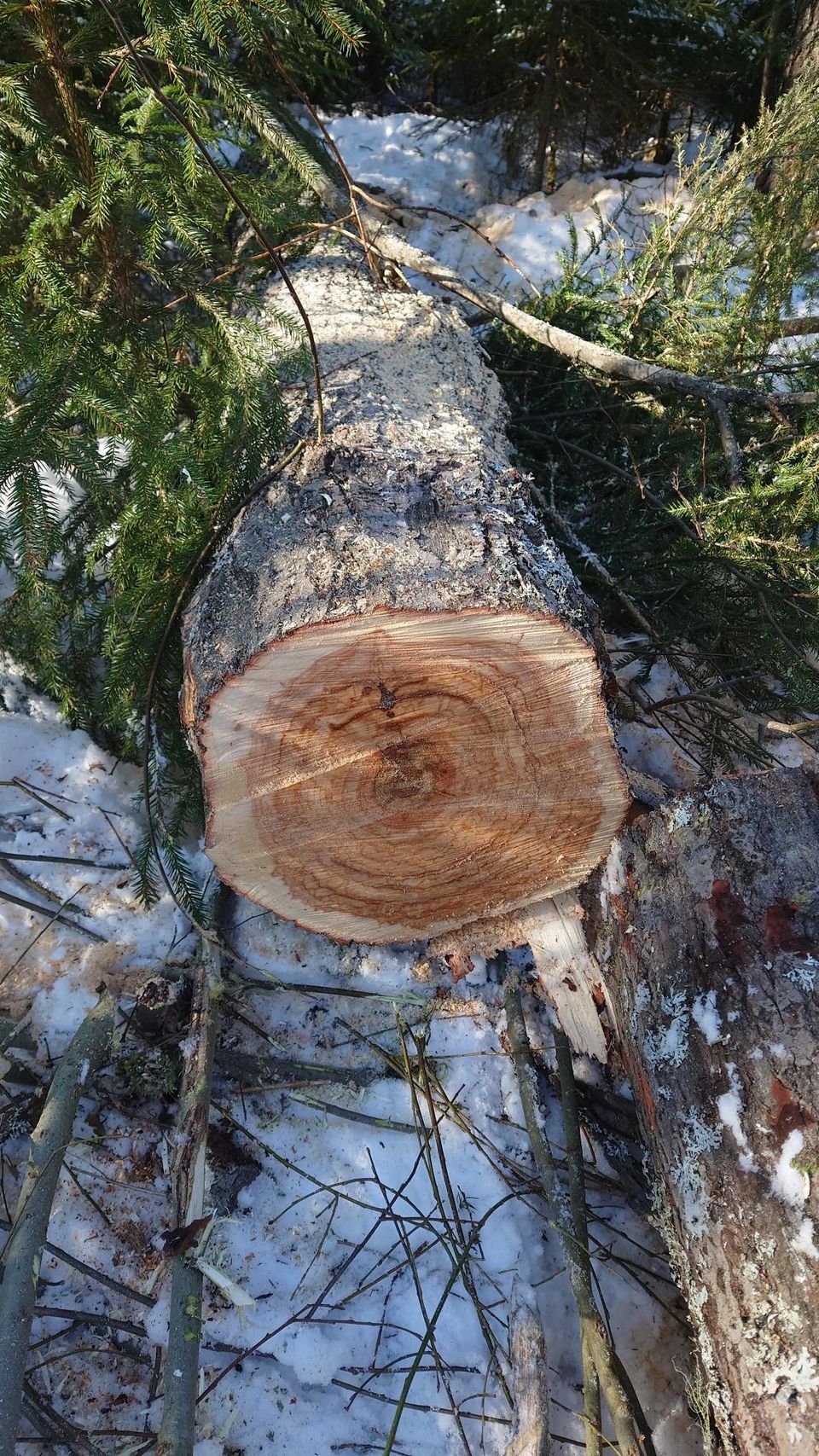 Raita puuta käsitöihin ja muuhun