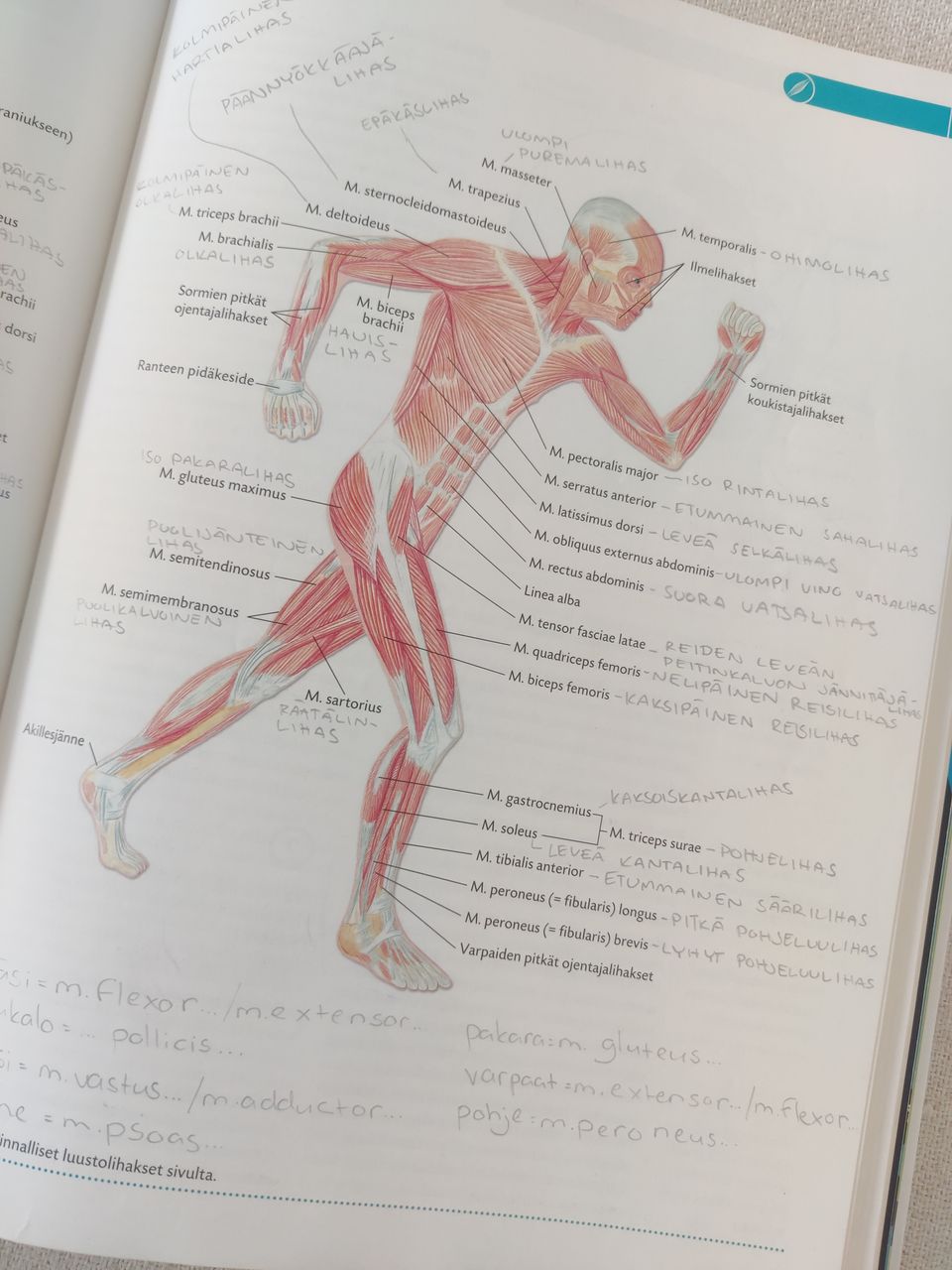 Ihminen Fysiologia ja anatomia-kirja