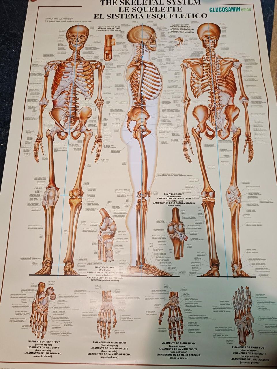 The Skeletal System Anatomia Juliste