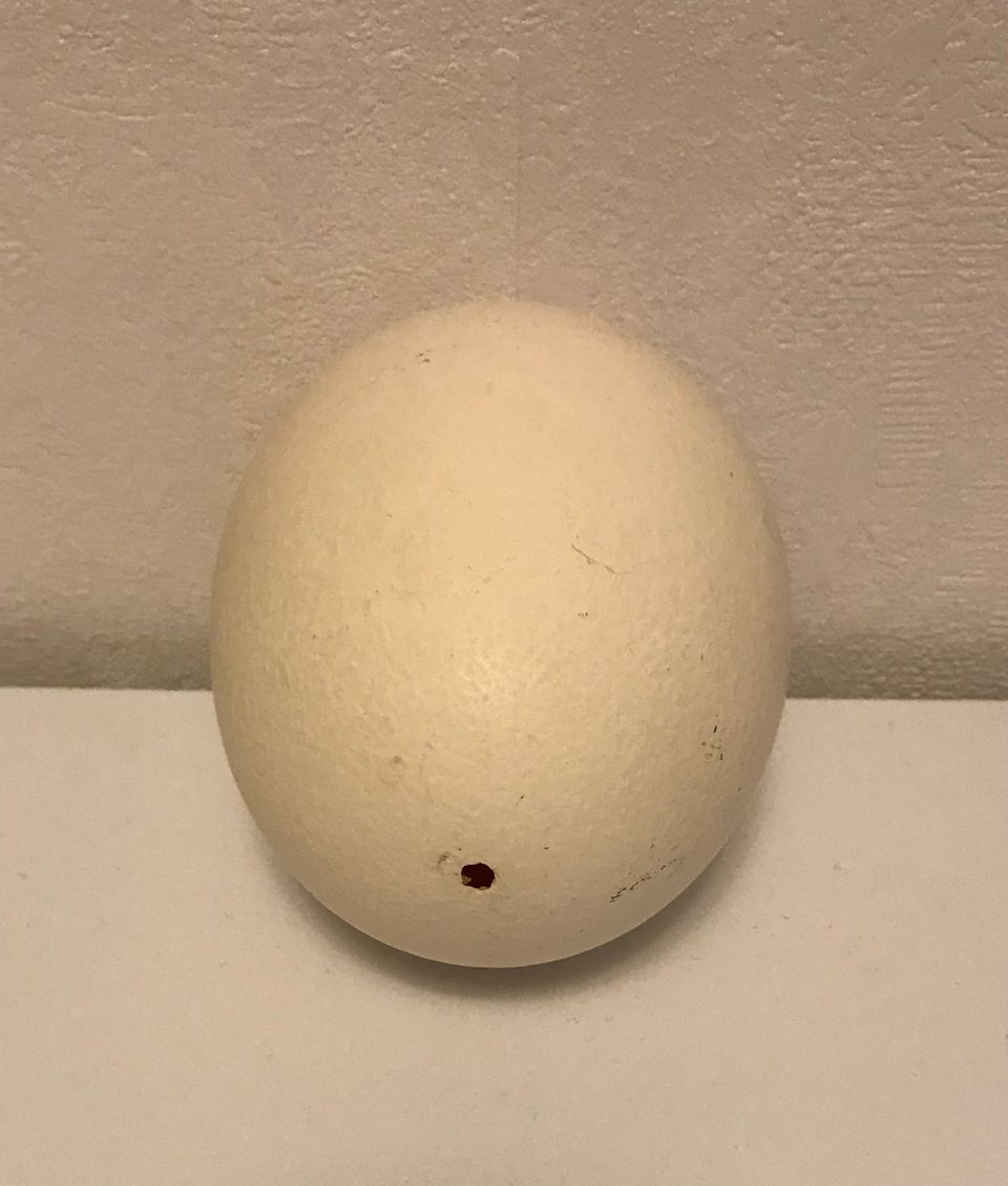 Strutsin muna