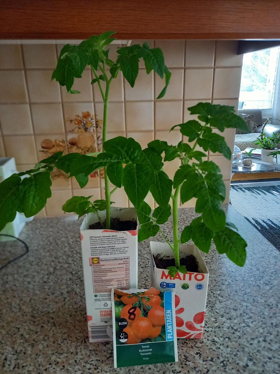 Tomaatti taimia (pensastomaatti ym.)