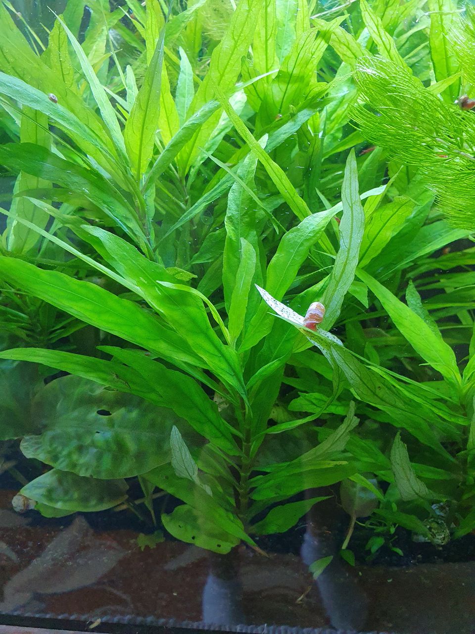 Akvaario kasvеa