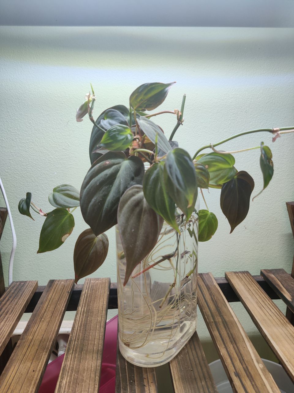 Philodendron micans pistokkaat