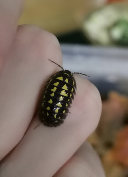 Armadillidium gestroi - siirat